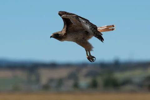 Red-tailed hawk in flight. Stock Photos