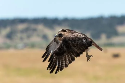 Red-tailed hawk in flight. Stock Photos