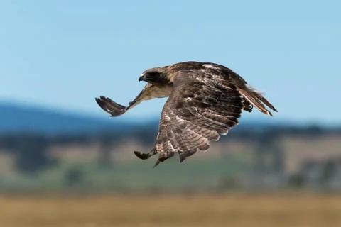 Red-tailed hawk in flight. Stock Photos
