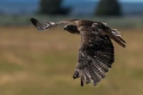 Red-tailed hawk in flight. Stock Photos