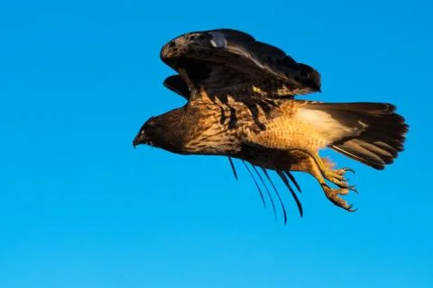 Red-tailed hawk in flight. Stock Photos