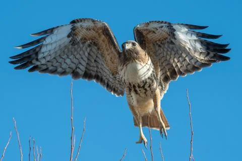 Red tailed hawk in flight. Stock Photos