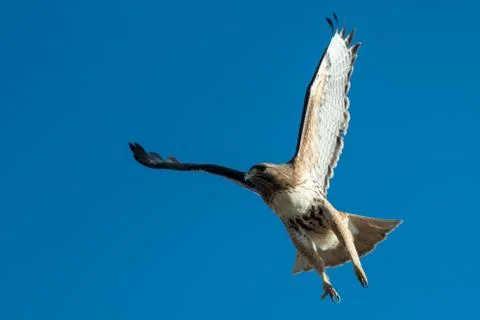 Red tailed hawk in flight. 스톡 사진