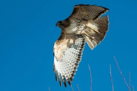 Red tailed hawk in flight. Stock Photos