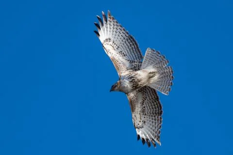 Red tailed hawk in flight. Stock Photos