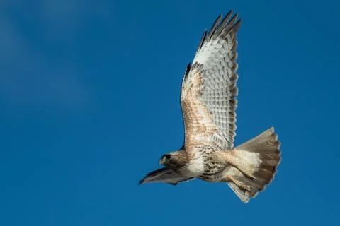 Red tailed hawk in flight. Stock Photos