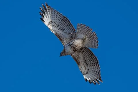 Red tailed hawk in flight. Stock Photos