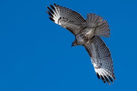 Red tailed hawk in flight. Stock Photos