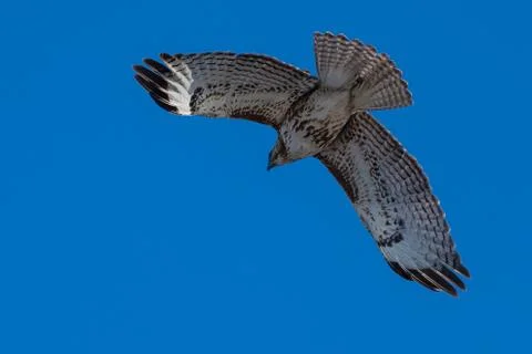Red tailed hawk in flight. Stock Photos