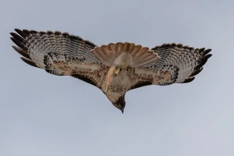 Red-tailed hawk in flight Stock Photos