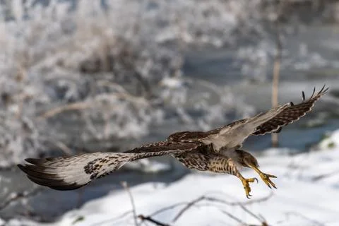 Red-tailed hawk in flight Stock Photos
