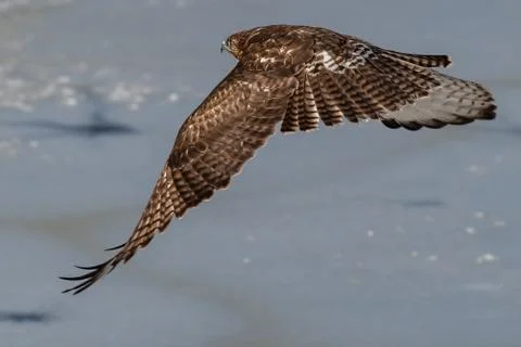 Red-tailed hawk in flight Stock Photos