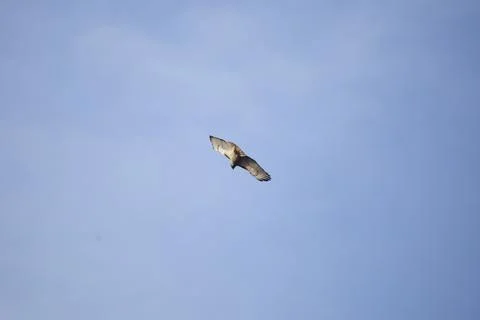 Red-Tailed Hawk in Flight Stock Photos