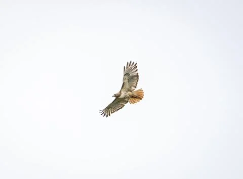 Red Tailed Hawk In Flight Stock Photos