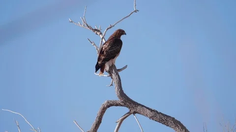 Red Tailed Hawk Flying Away Slow Motion Stock Footage 86185323