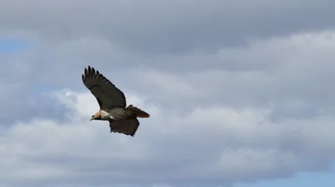 Red Tailed Hawk flying in circles with clouds Stock Footage 66292799