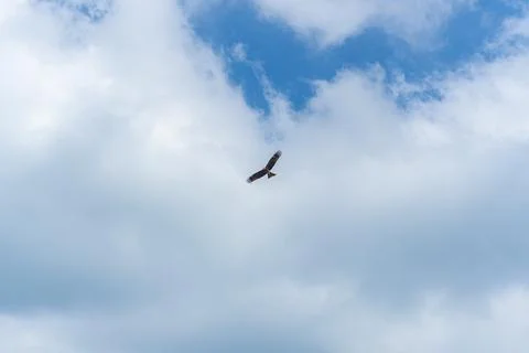 A red-tailed hawk flying in the cloudy blue sky. Stock Photos