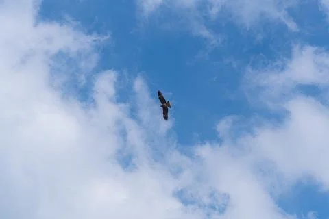 A red-tailed hawk flying in the cloudy blue sky. Stockfoto's