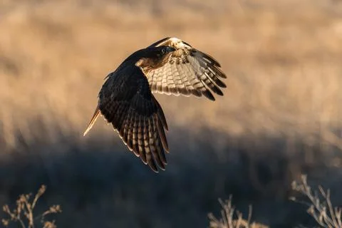 Red-tailed hawk flying in flight Stock Photos