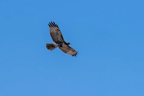 Red-tailed hawk flying in flight Stock Photos