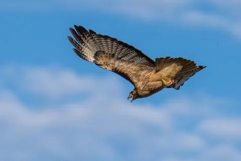 Red-tailed hawk flying in flight Stock Photos