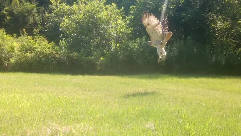 Red-tailed hawk flying left holding small prey Stock Footage 314393199