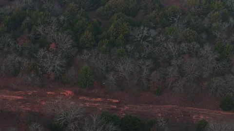 Red-Tailed Hawk Flying Low Over Forest in Winter, Aerial Wildlife Stock Footage 323979116