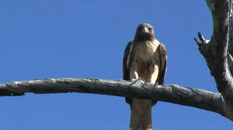 Red Tailed Hawk Flying Off Of Perch 動画素材 985161