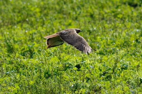 Red tailed hawk flying Stock Photos