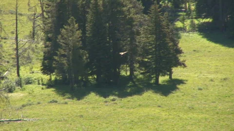 Red-tailed hawk Video stock 82700