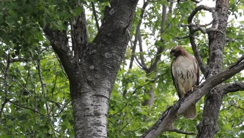 Red-Tailed Hawk Stock Footage 2474196