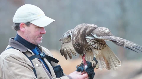 Red-tailed Hawk Vídeo Stock 33818661