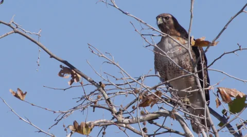 Red-tailed Hawk Stock Footage 35194819