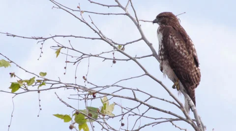 Red-tailed Hawk Stock Footage 35194831