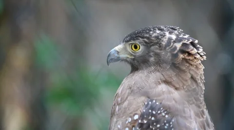Red tailed Hawk Stock Footage 48241878