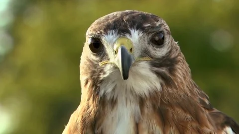Red tailed Hawk Stock Footage 82126709