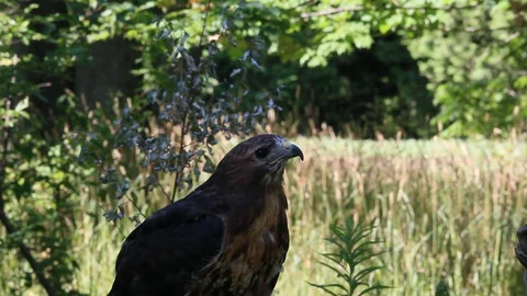 Red Tailed Hawk Stock Footage 128779580