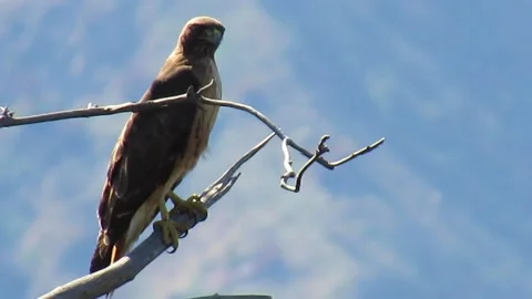 Red Tailed Hawk Video stock 151494712