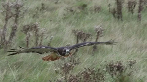 Red-Tailed Hawk Stock Footage 165742729