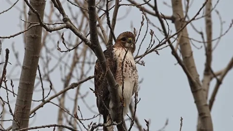 Red-tailed Hawk Video stock 262388472