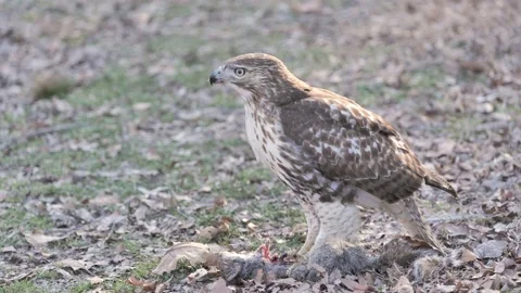 Red Tailed Hawk with Fresh Kill Stock Footage 232164674
