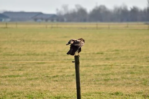 Red tailed hawk getting ready for flight over a grassy field in the Netherlands Stock Photos