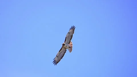 Red-tailed Hawk gliding through the sky in Utah Stock-Footage 333607016
