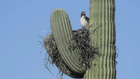 Red-tailed hawk guarding nest in sajuaro cactus in desert, closeup Stock-Footage 153328877