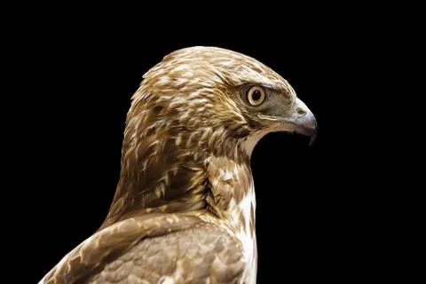 Red Tailed Hawk Head Stock Photos