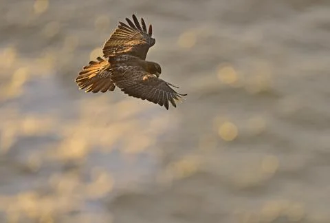 Red-tailed Hawk Hovering Stock Photos