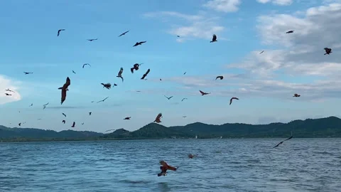 Red-tailed hawk is hovering in search of fish in the sea. Stock Footage 249974164