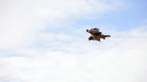 Red Tailed Hawk Hovers on Air Current Along California Coast Stock Footage 5911134