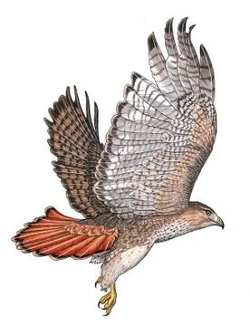 Red-tailed hawk Stock Illustration