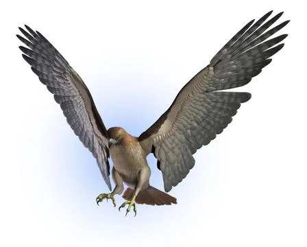 Red Tailed Hawk Stock Illustration